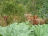 Kühe in mannshohem Gras