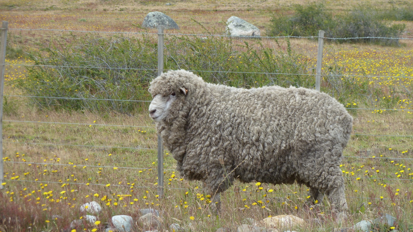 Schaf, ungeschoren davon gekommen