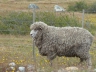 Schaf, ungeschoren davon gekommen