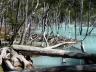 Laguna Esmeralda. Biber stauen hier alles auf.