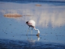 Salar de Atacama