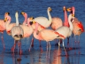 Flamingos