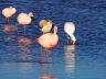 Flamingos