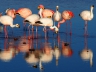 Flamingos