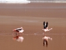 Laguna Colorada