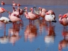 Laguna Colorada