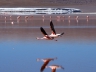 Laguna Colorada