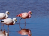 Laguna Colorada