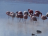 Laguna Colorada