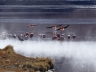 Laguna Colorada