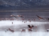 Laguna Colorada