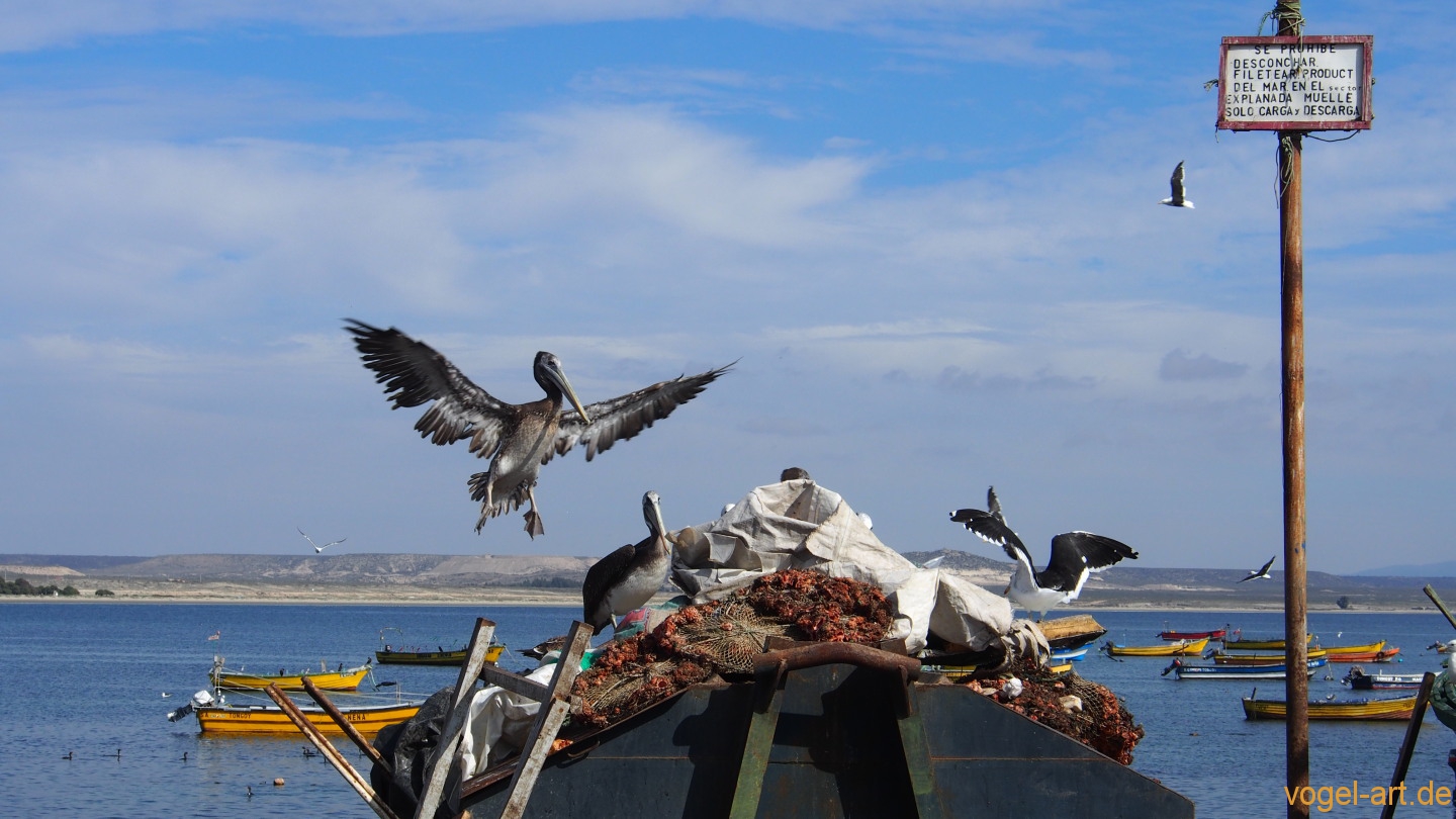 Pelikane im Hafen von Tongoy