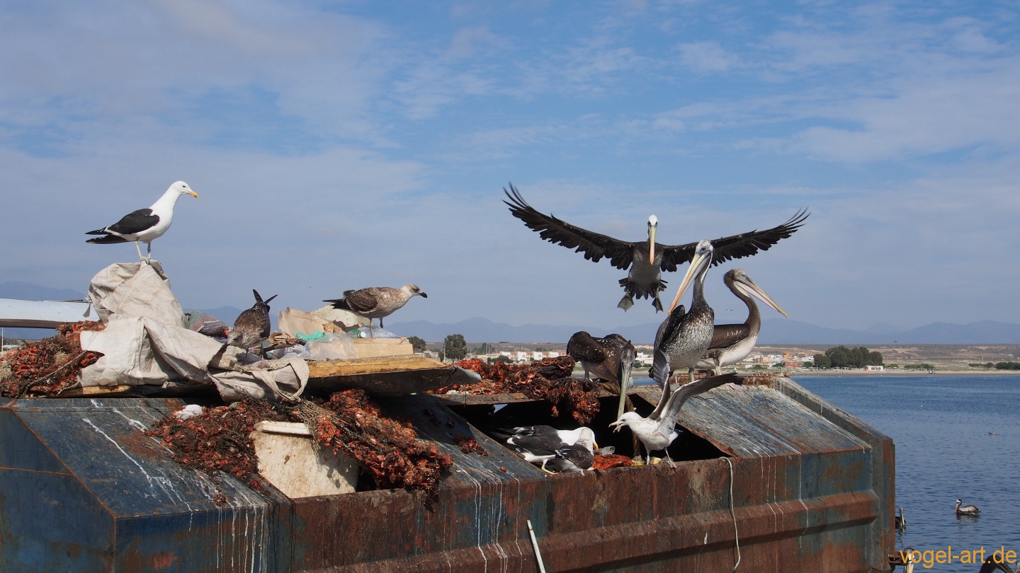 Pelikane im Hafen von Tongoy
