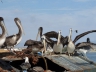 Pelikane im Hafen von Tongoy