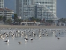 Stadtstrand von La Serena