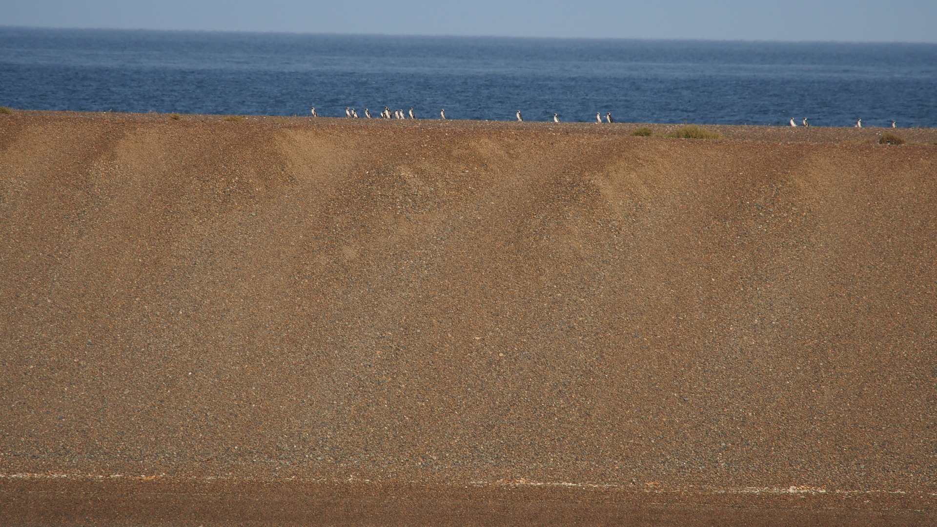 Magellan-Pinguine