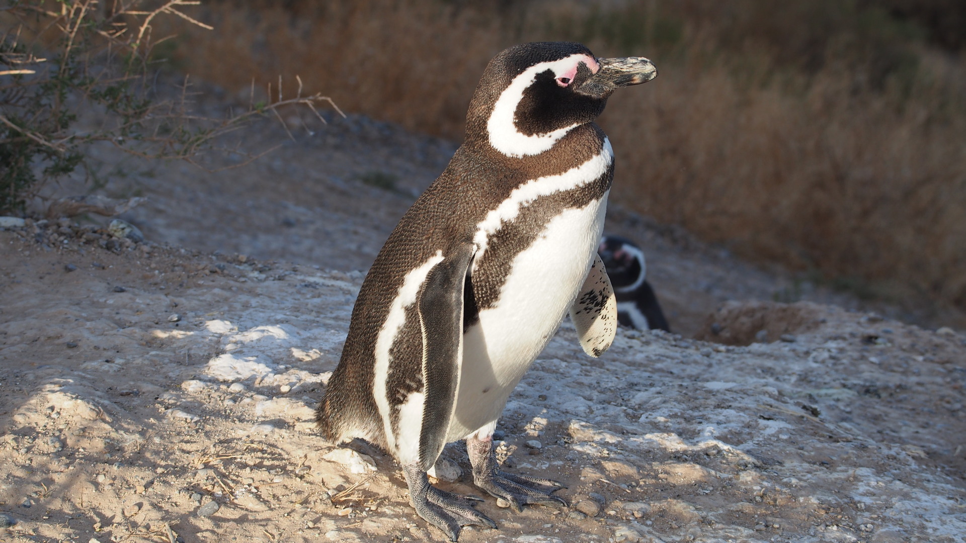 Magellan-Pinguin