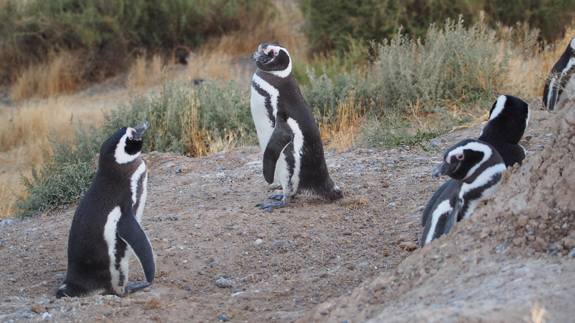 Magellan-Pinguine