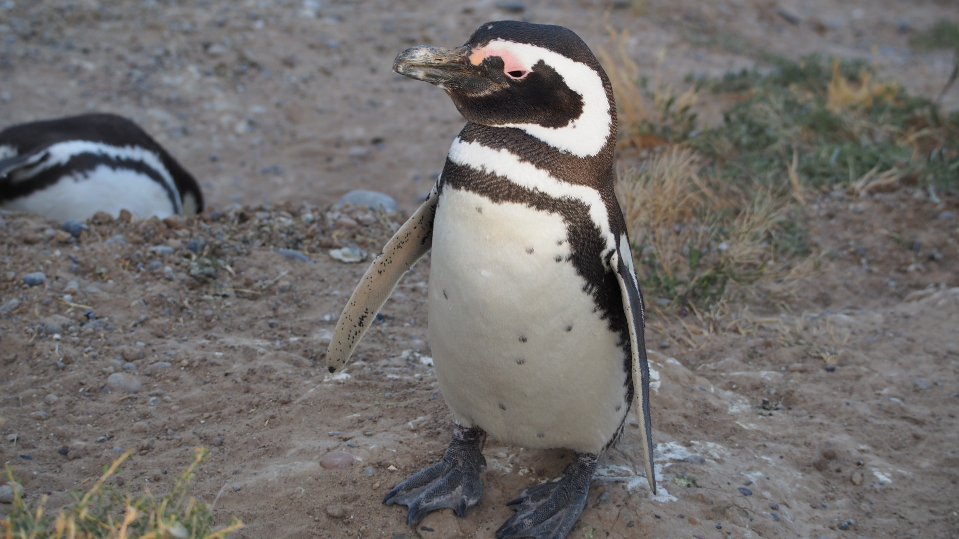 Magellan-Pinguin