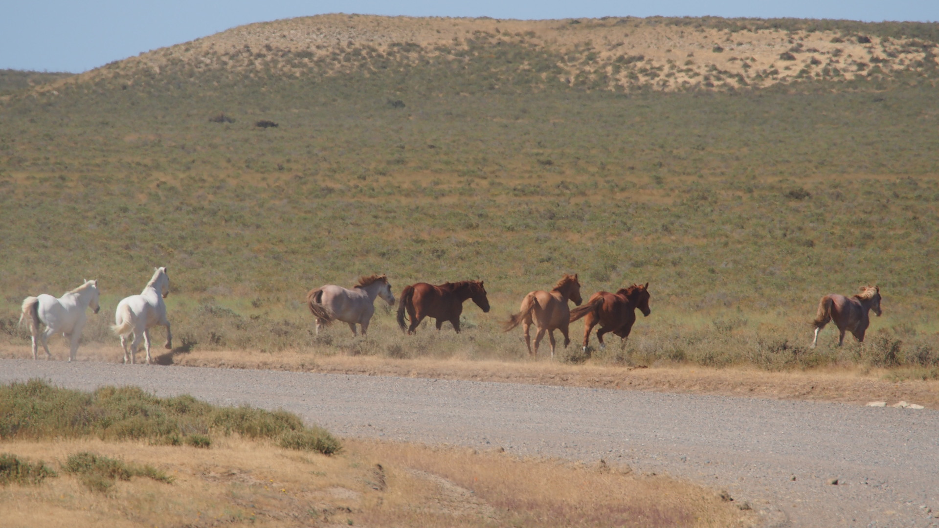 Tierparadies Halbinsel Valdés