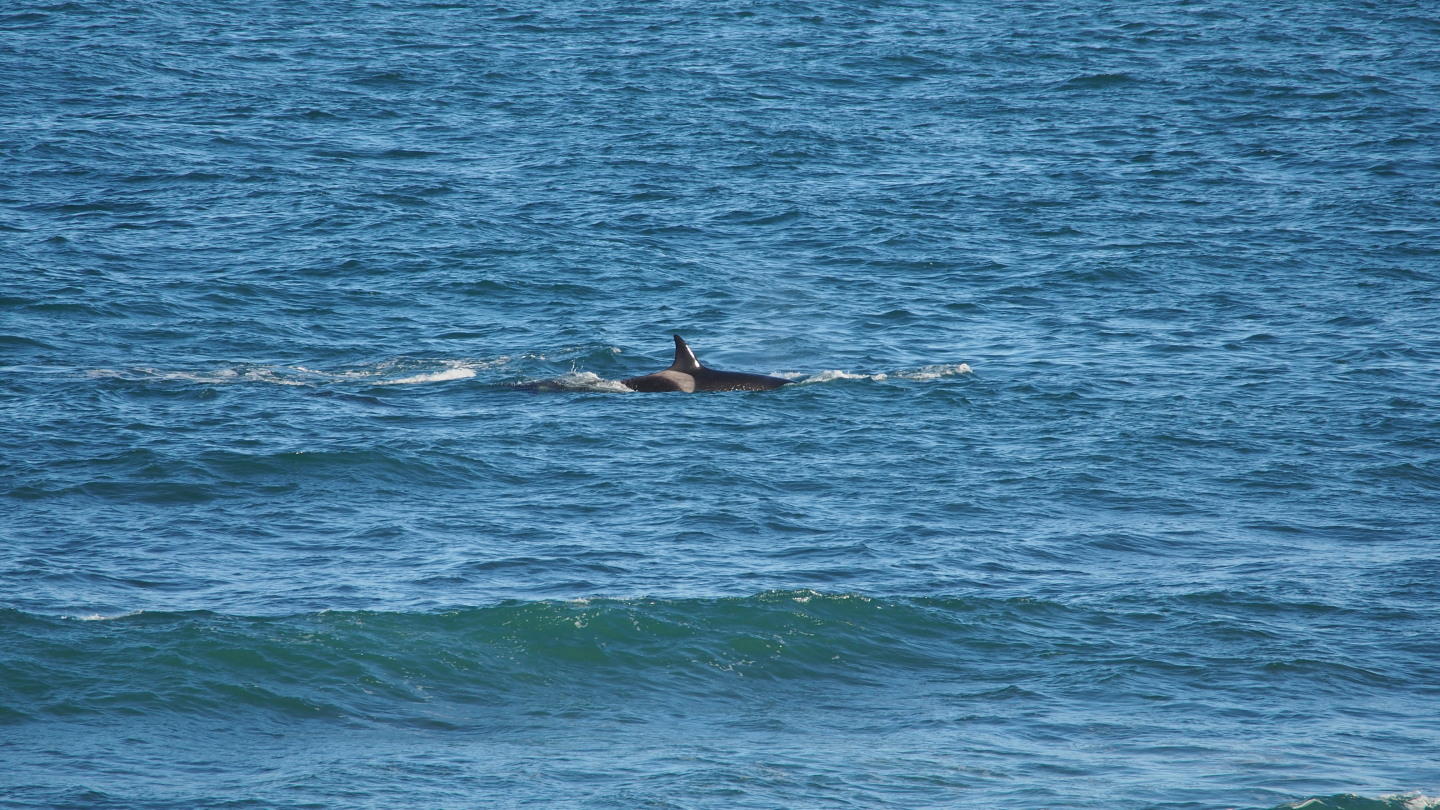 Orcas