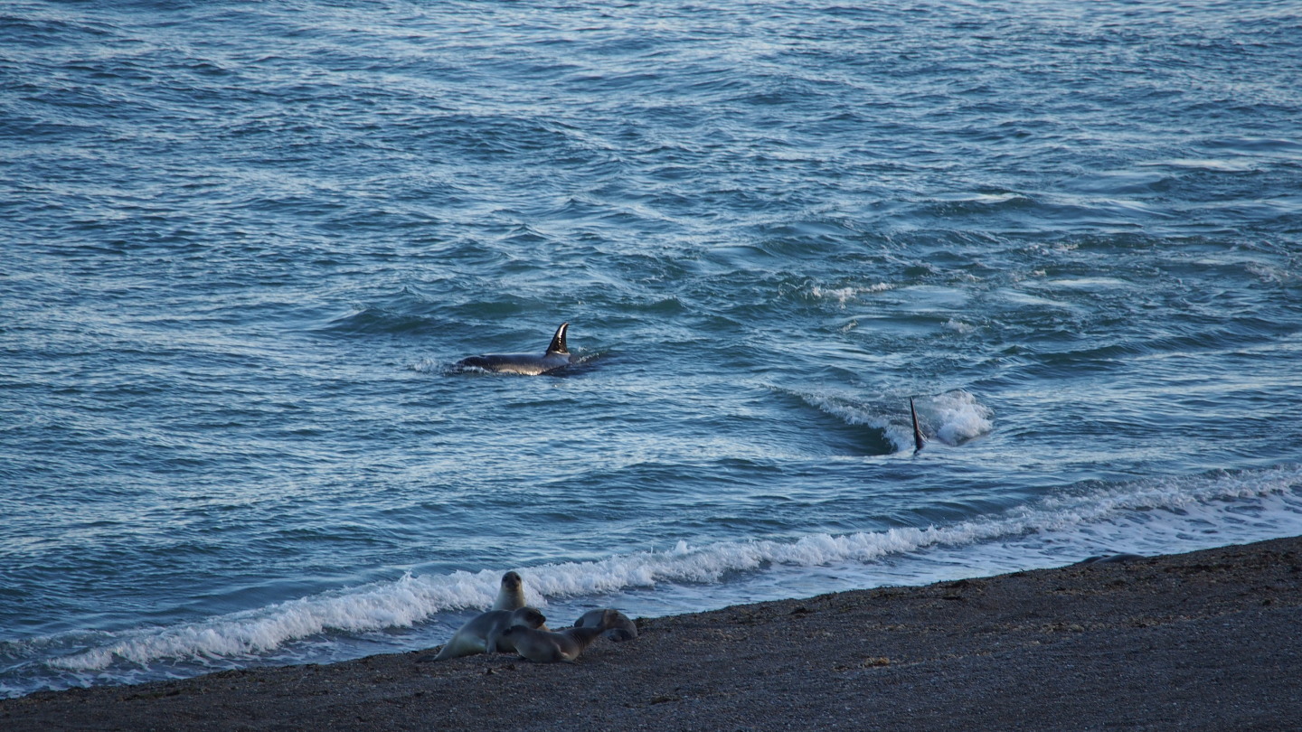 Orcas