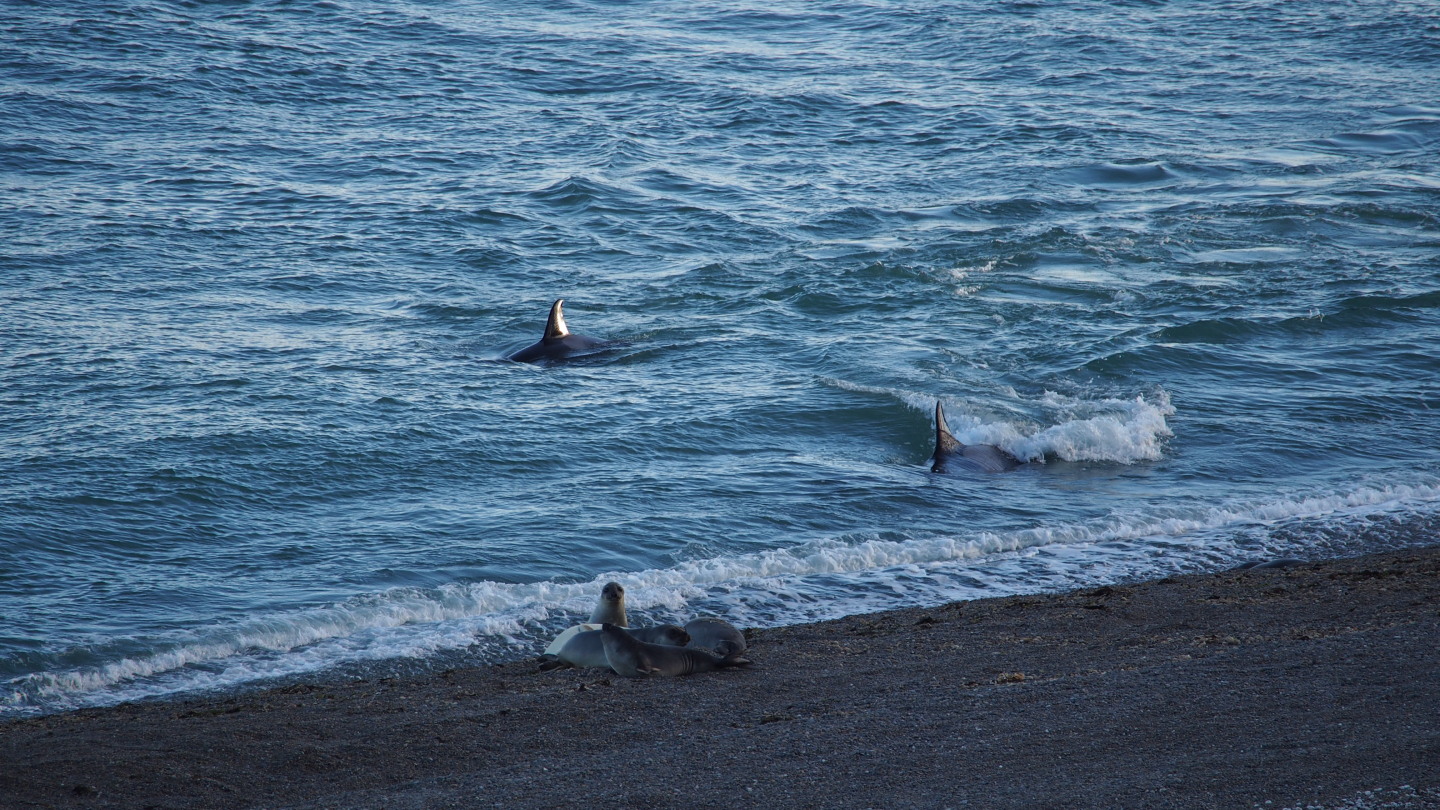 Orcas