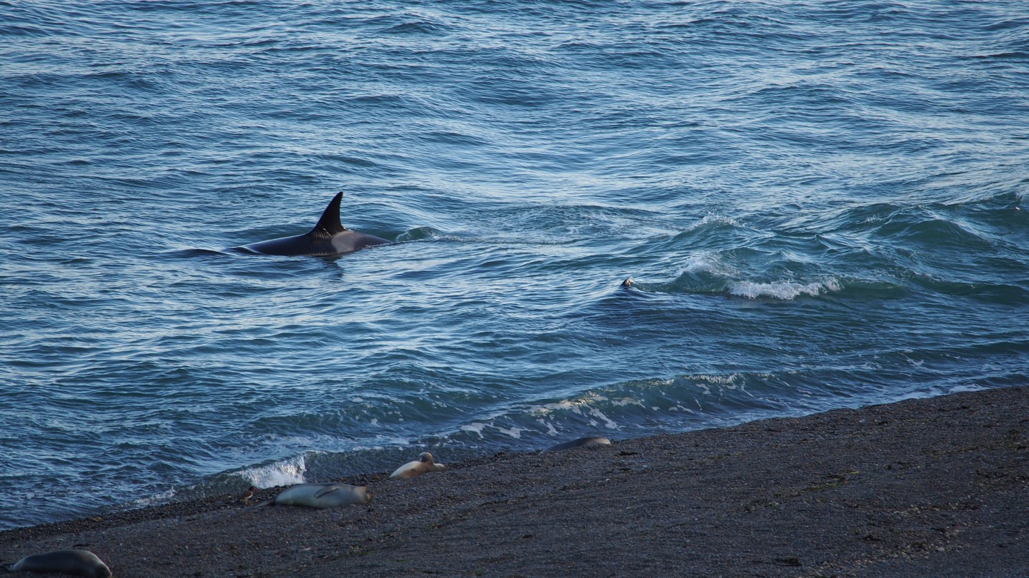 Orcas