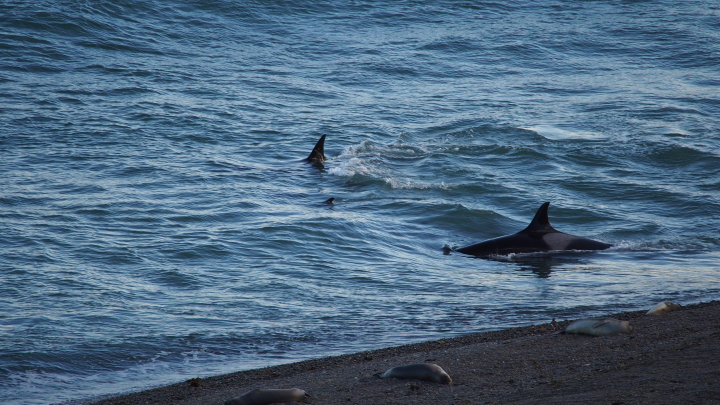Orcas