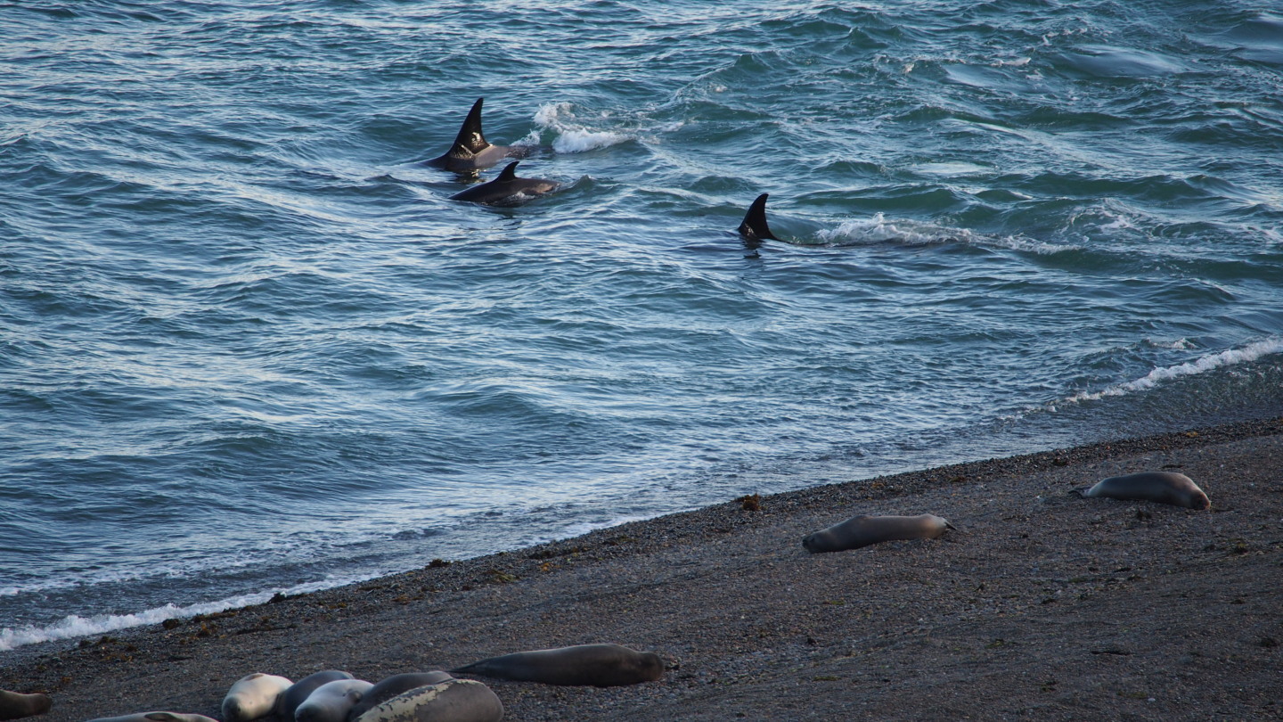 Orcas