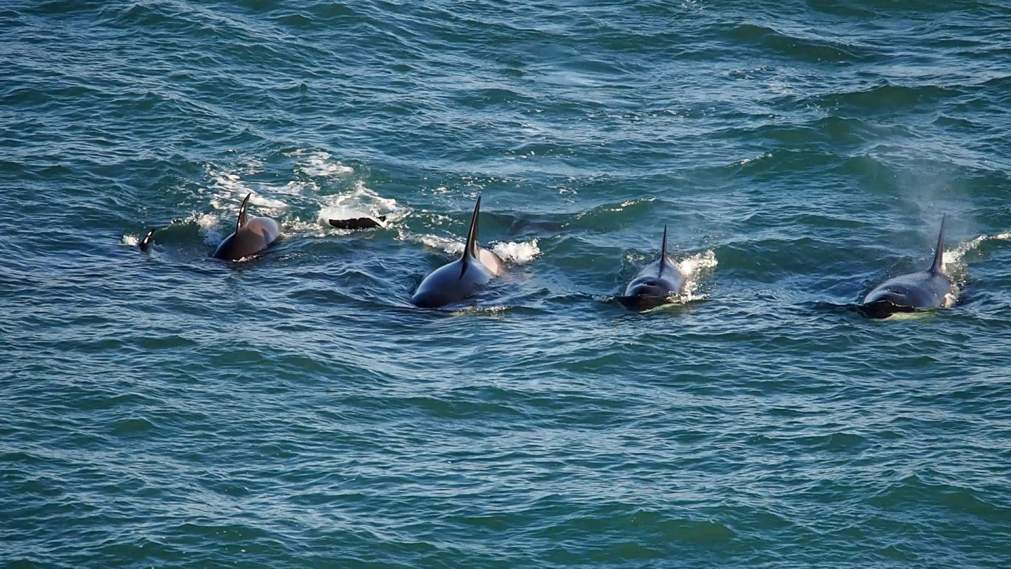 Orcas