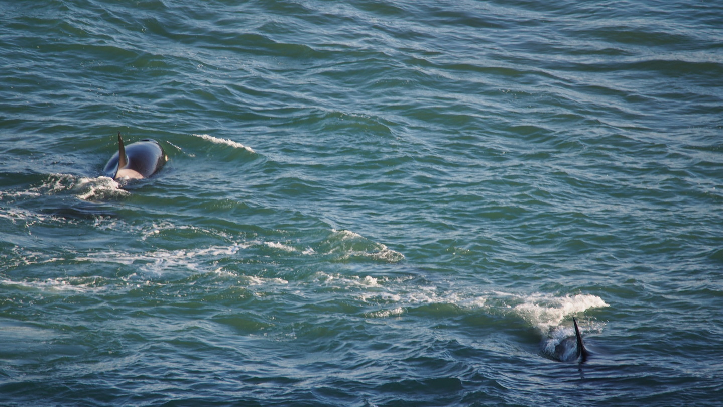Orcas