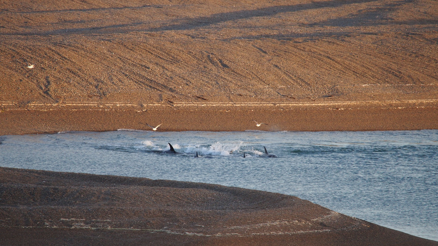Orcas