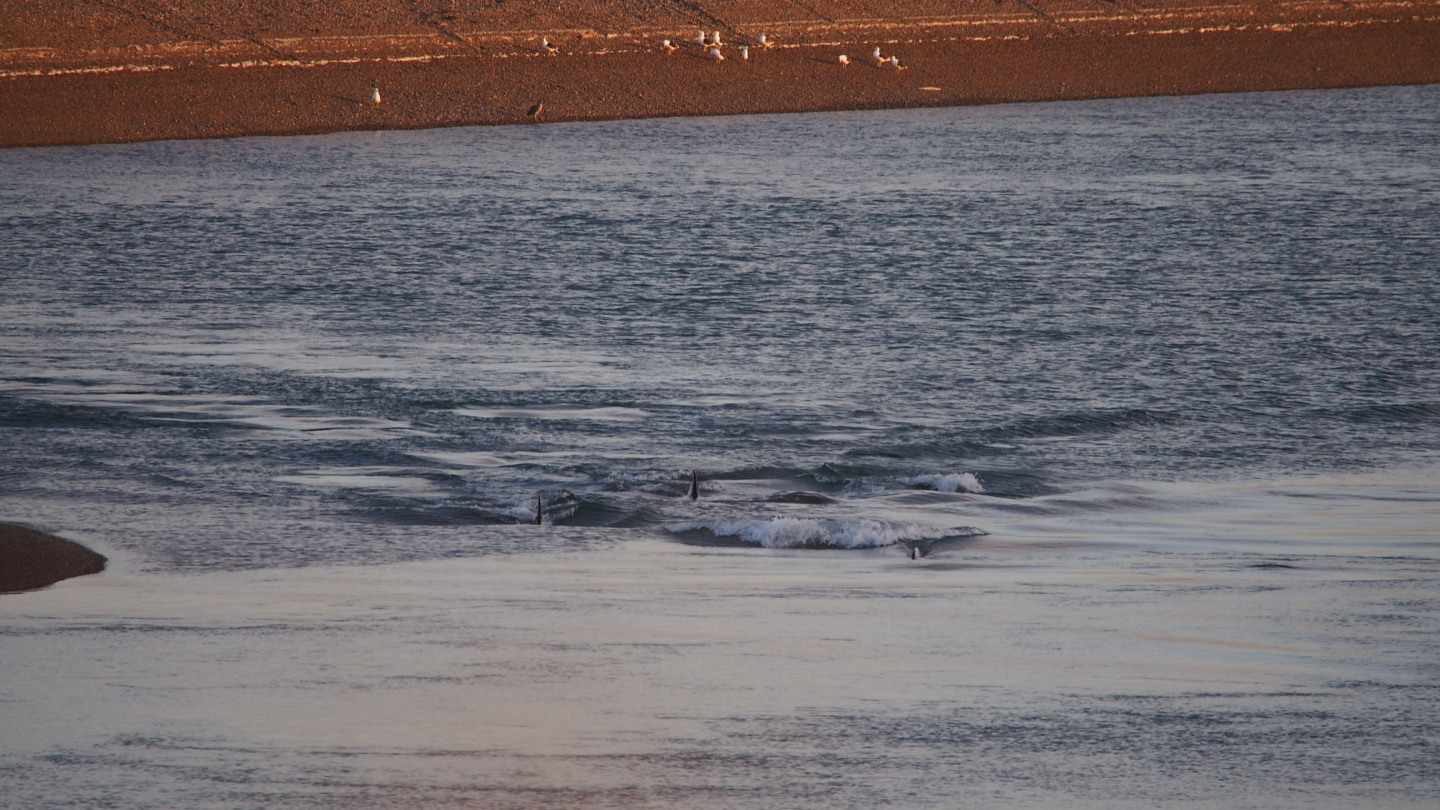 Orcas