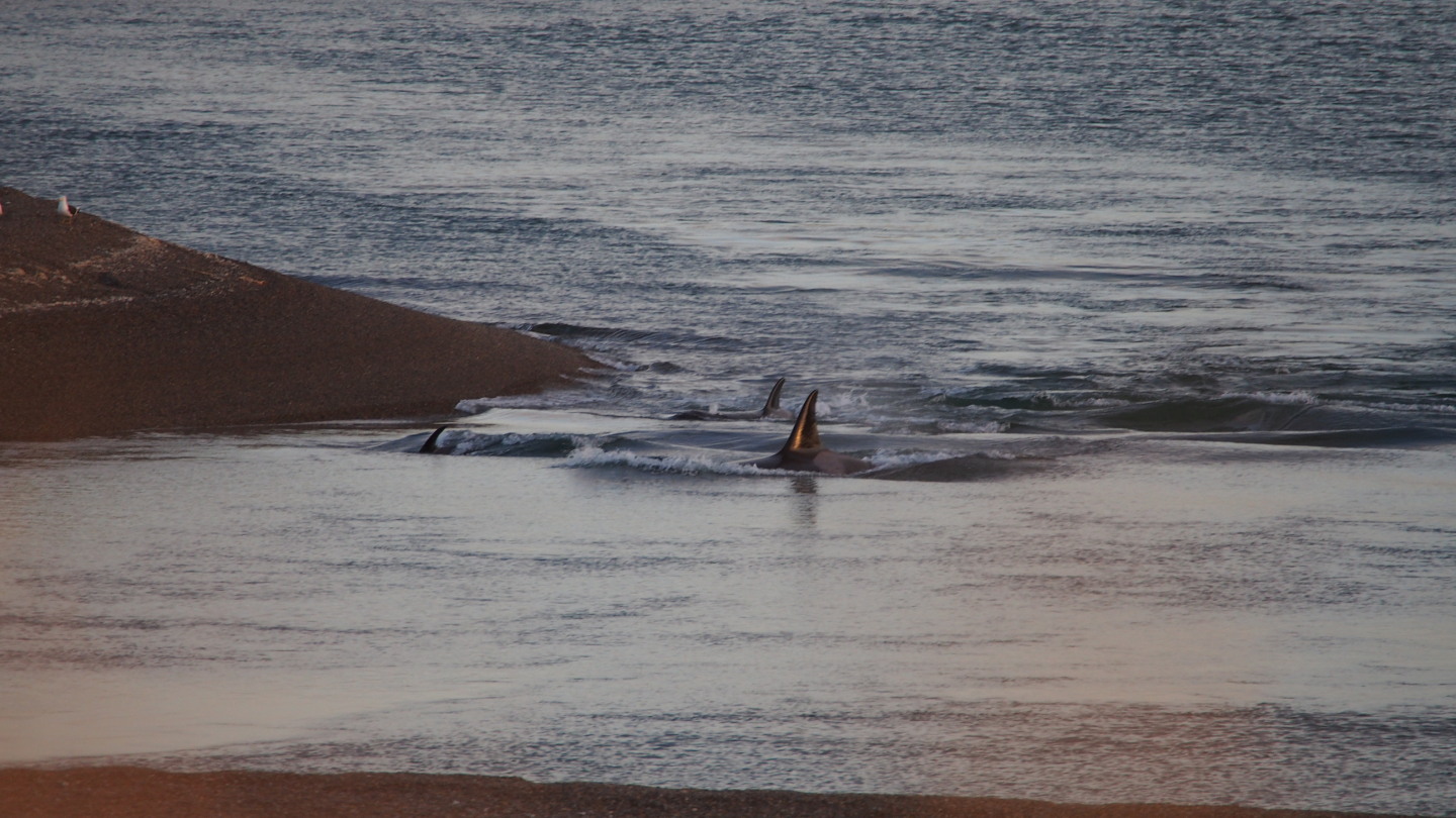 Orcas