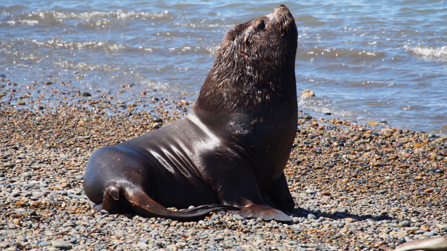 Seelöwe