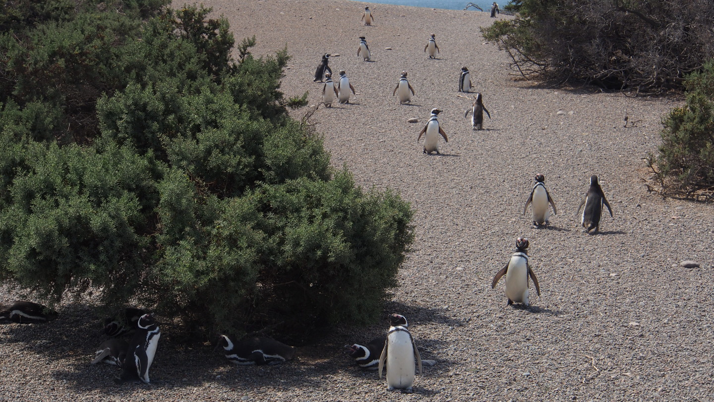 Pinguin-Kolonie in Punta Tombo