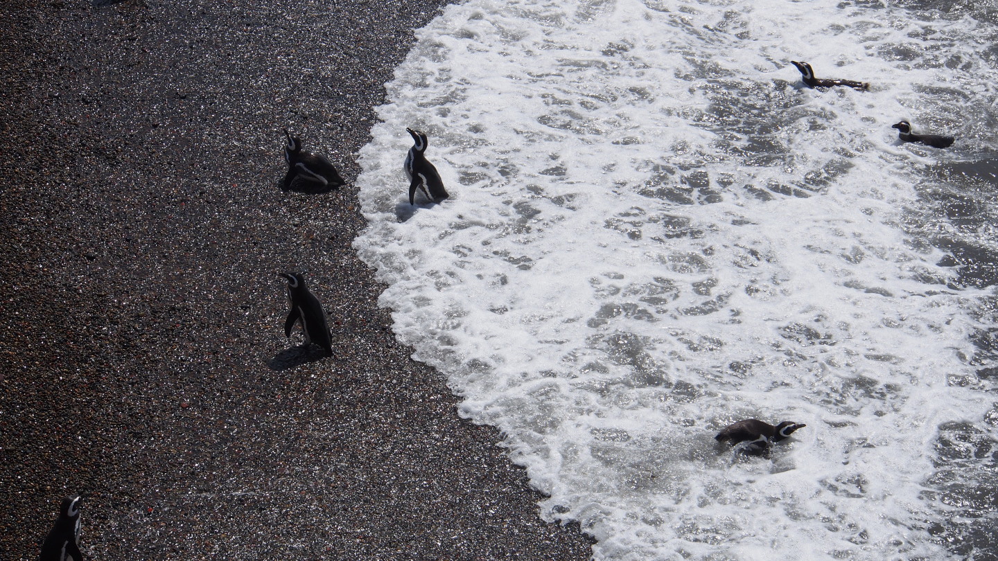 Pinguin-Kolonie in Punta Tombo