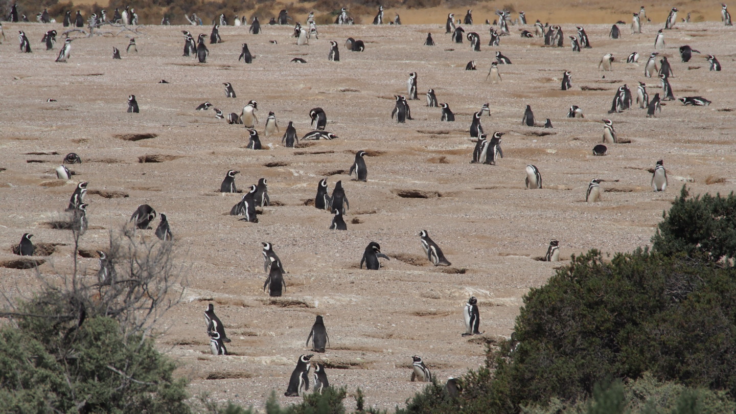 Pinguin-Kolonie in Punta Tombo