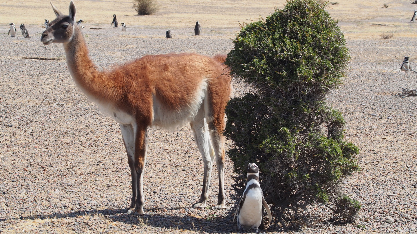 Magellan-Pinguin mit Gast
