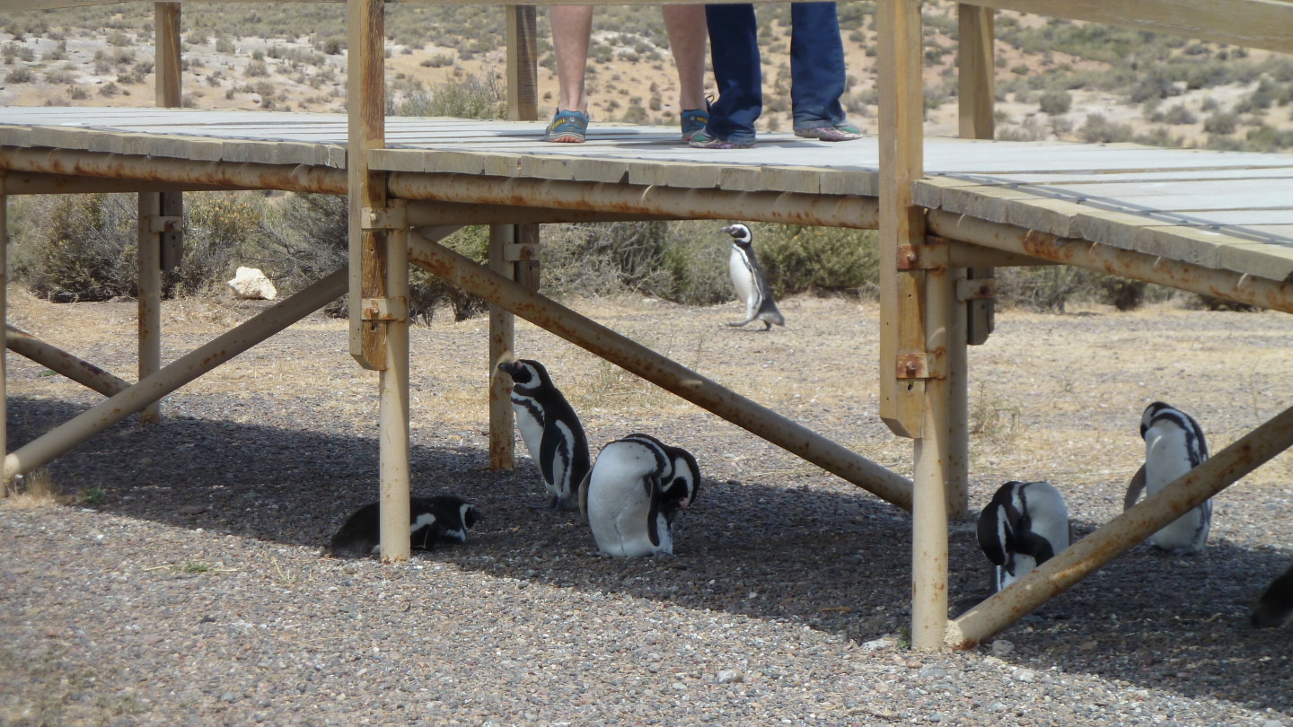 Pinguin-Kolonie in Punta Tombo
