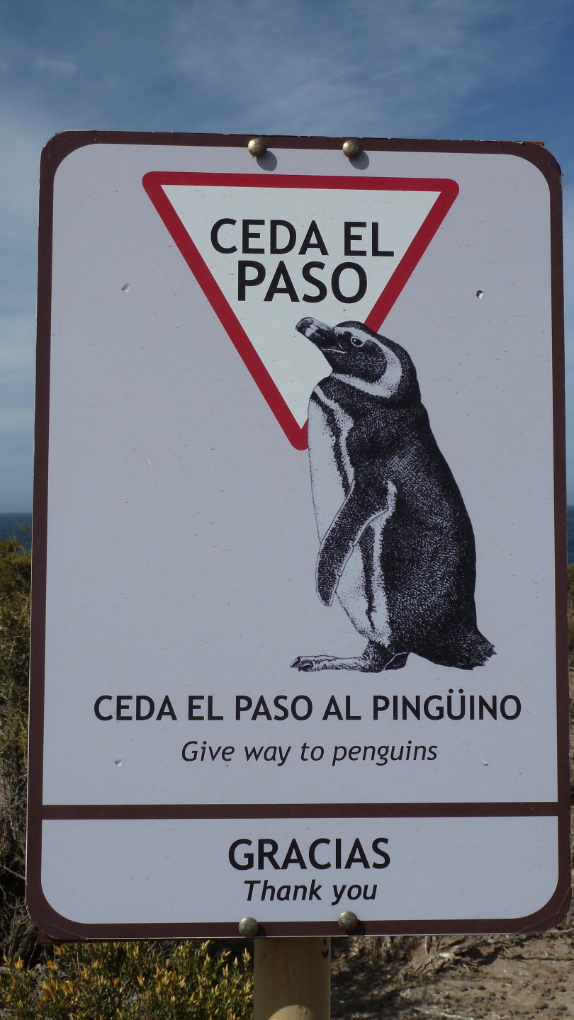 Hier haben Pinguine Vorfahrt