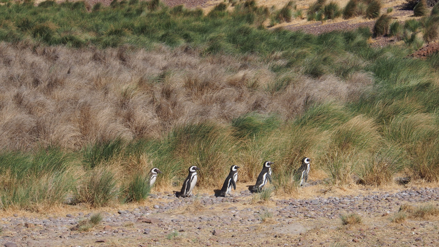 Magellan-Pinguine bei Cabo Dos Bahias
