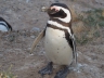 Magellan-Pinguin