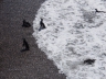 Pinguin-Kolonie in Punta Tombo