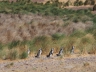 Magellan-Pinguine bei Cabo Dos Bahias