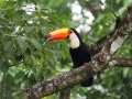 Tucan