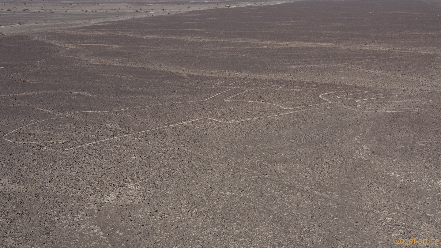 Die Nasca-Linien:  riesige Scharrbilder (Geoglyphen) in der Wüste