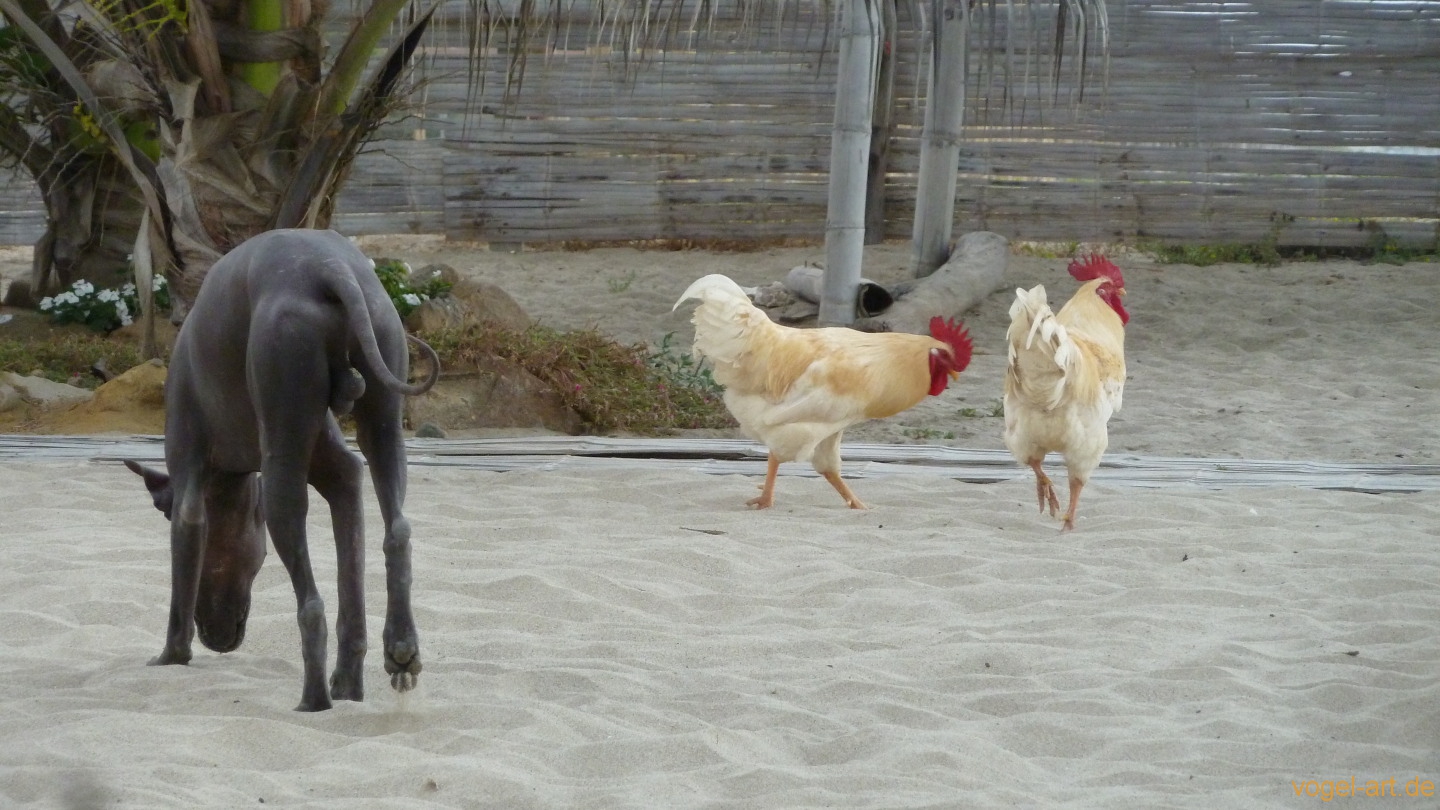 Das nicht wirklich hübsche Tier links im Bild ist ein sogenannter "Peruanischer Nackthund".