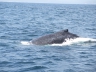 Puerto Lopez: Wale, die wir nicht gesehen haben.